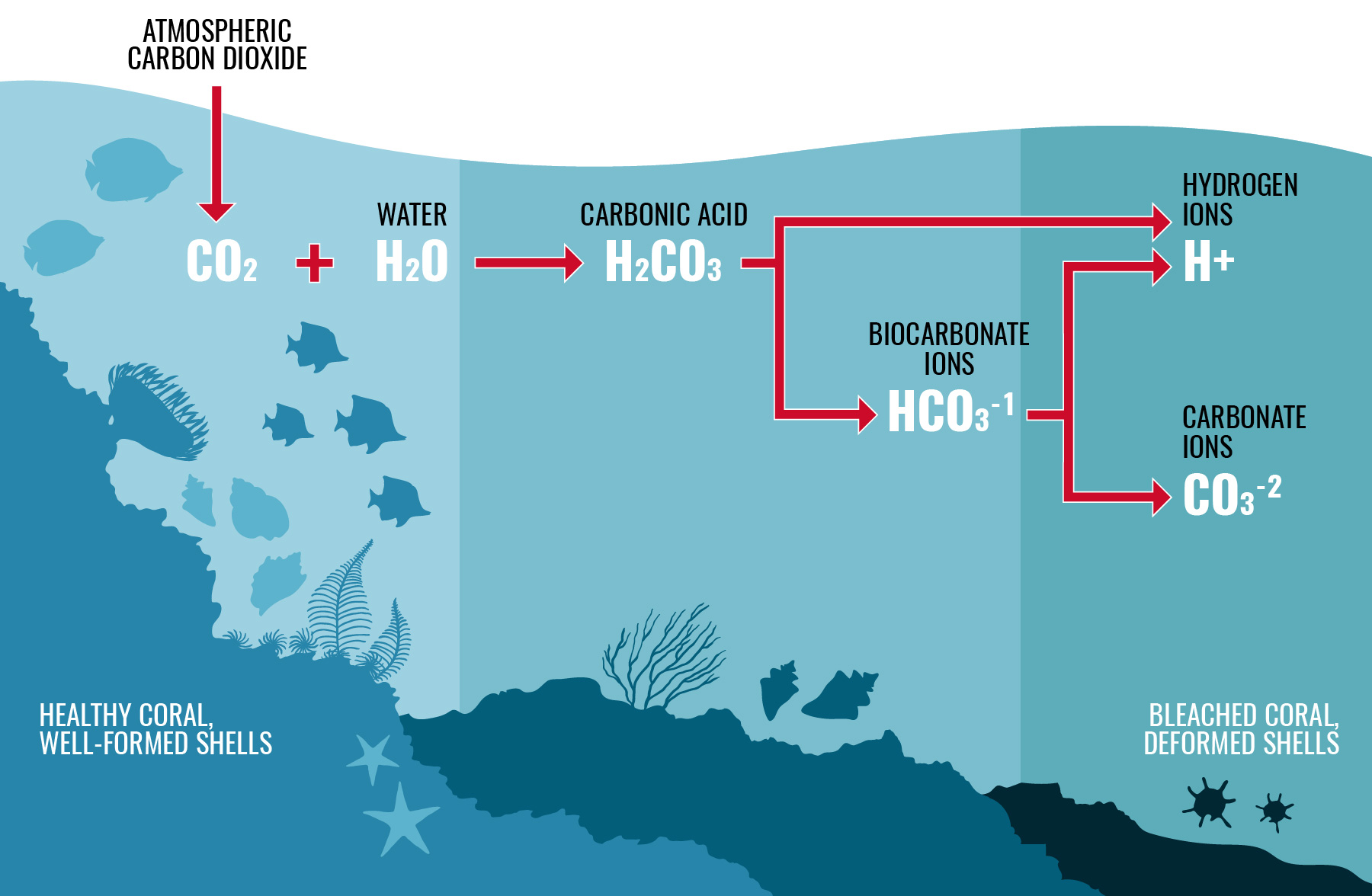 Ocean Acidification – Cosman Shell Collection